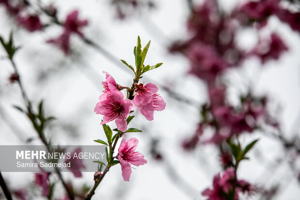 Spring blossoms in Tehran
