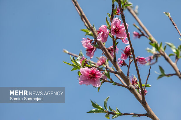 Spring blossoms in Tehran
