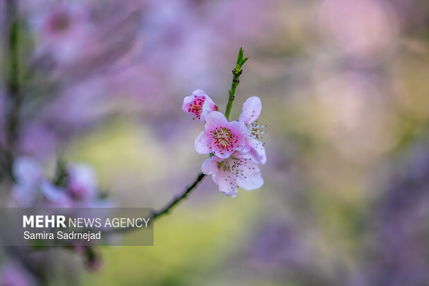 Spring blossoms in Tehran
