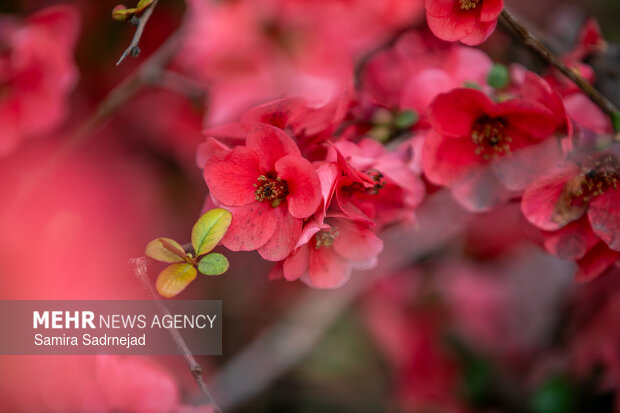Spring blossoms in Tehran
