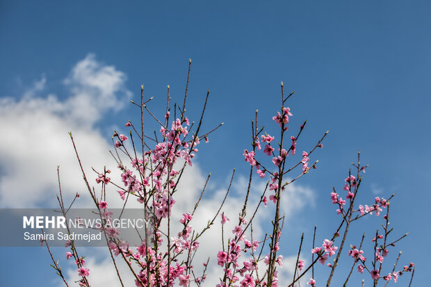 Spring blossoms in Tehran
