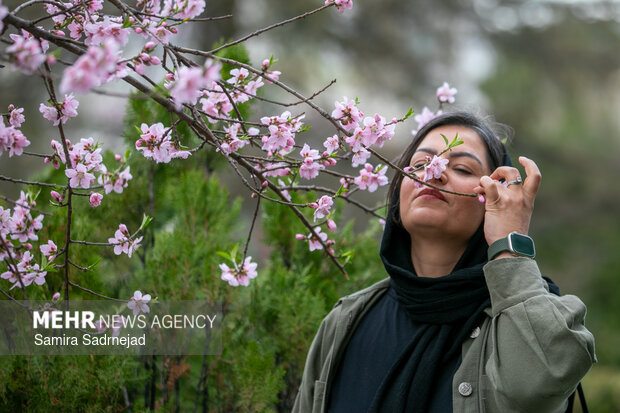 Spring blossoms in Tehran
