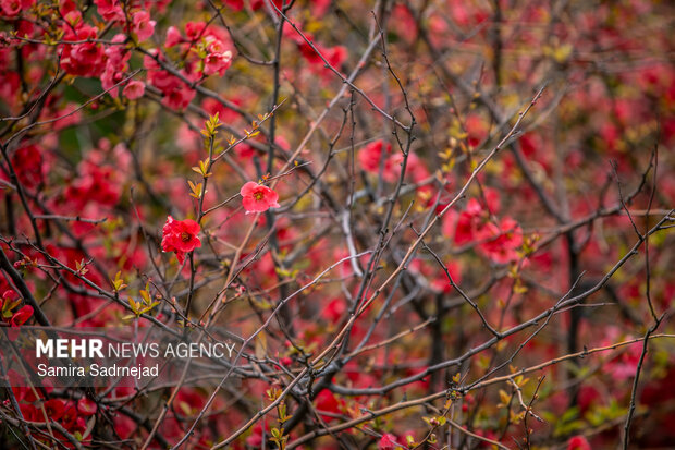 Spring blossoms in Tehran

