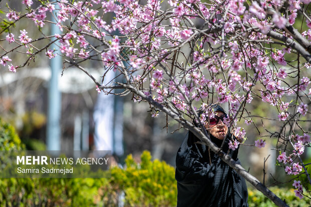 Spring blossoms in Tehran
