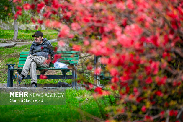 Spring blossoms in Tehran
