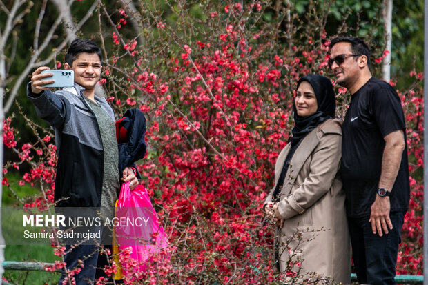 Spring blossoms in Tehran
