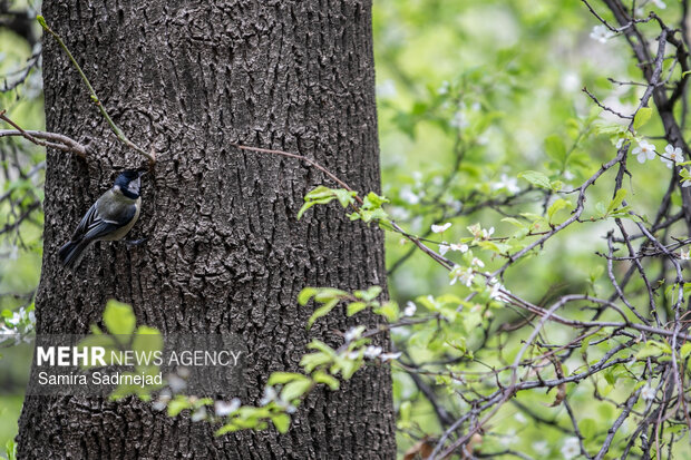 Spring blossoms in Tehran
