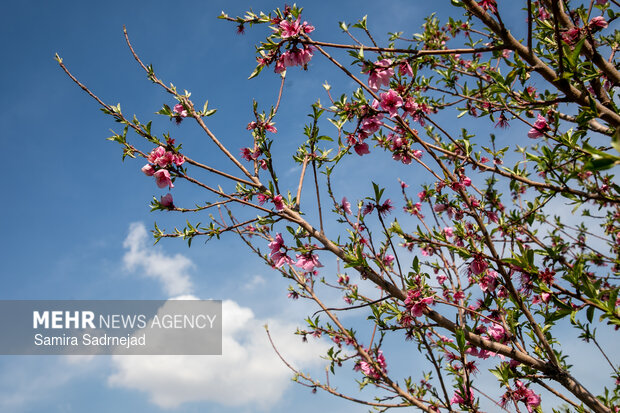 Spring blossoms in Tehran
