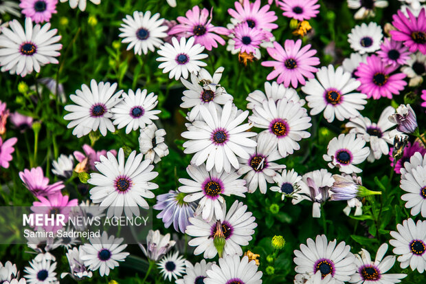 Spring blossoms in Tehran
