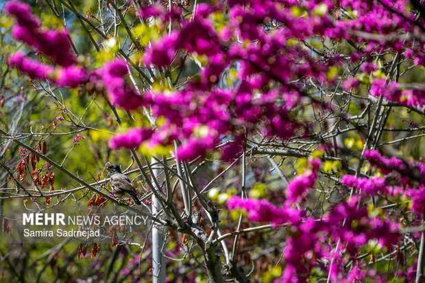 Spring blossoms in Tehran
