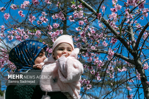 Spring blossoms in Tehran

