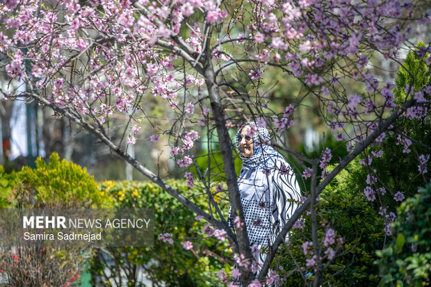 Spring blossoms in Tehran
