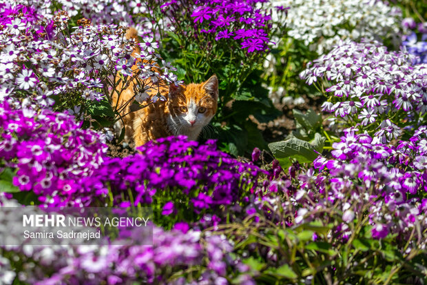 Spring blossoms in Tehran
