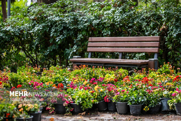 Spring blossoms in Tehran
