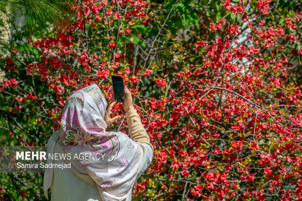 Spring blossoms in Tehran
