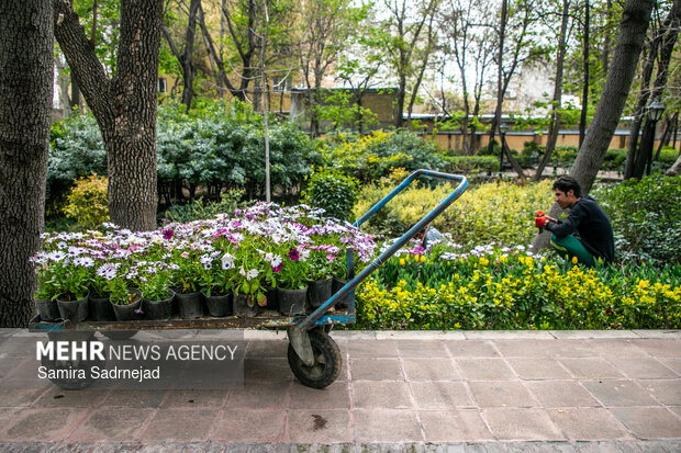 Spring blossoms in Tehran
