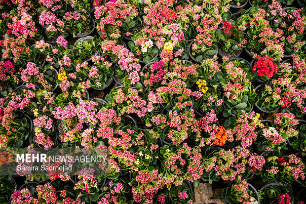 Spring blossoms in Tehran
