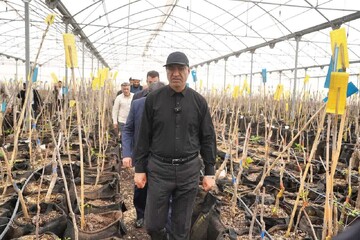 حبیبی: احداث ۴ هزار هکتار باغ و نخلستان تحول بزرگی در اشتغال است
