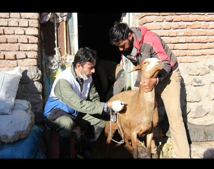 واکسیناسیون دام های سبک و سنگین دنا بر بیماری‌های لمپی اسکین و آبله