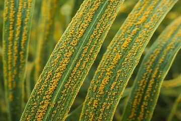 هشدار جهاد کشاورزی گلستان درباره فوزاریوم سنبله گندم