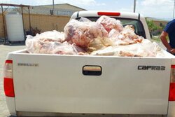 کشف و ضبط بیش از یک تُن فرآورده دامی غیربهداشتی در زاهدان