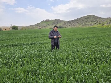 هشدار نسبت به شیوع بیماری «زنگ زرد» در مزارع گندم لرستان