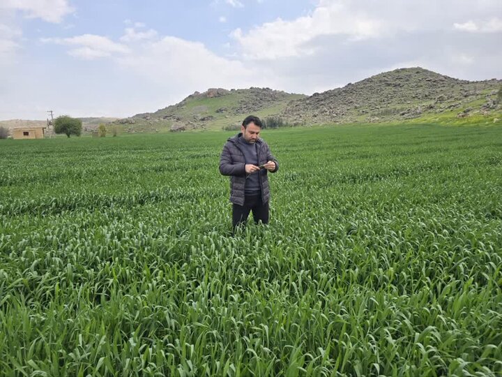 هشدار نسبت به شیوع بیماری «زنگ زرد» در مزارع گندم لرستان