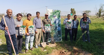 ۲۰۰ اصله نهال در پویش سرو ایران در شهرستان دهلران غرس شد