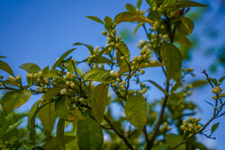 هشدار هواشناسی؛ بارش‌ها از امروز آغاز می‌شود