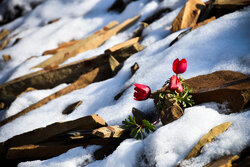 Arak: Where mountains meet desert beauty