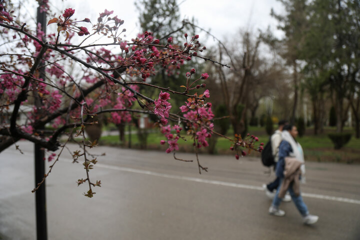 شکوفه های بهاری در مشهد