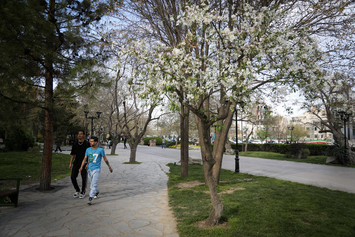 شکوفه های بهاری در مشهد