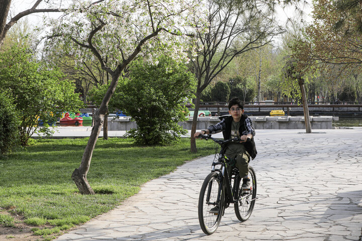 شکوفه های بهاری در مشهد