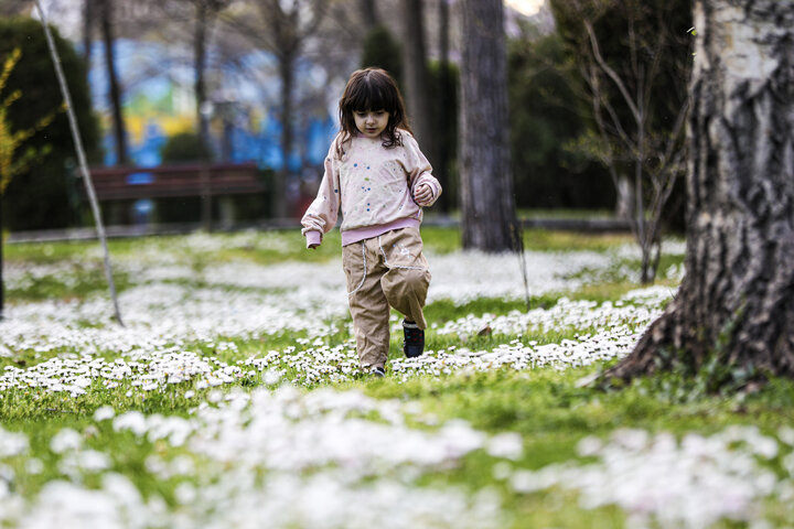 شکوفه های بهاری در مشهد