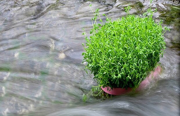 Iranians embrace beauty of spring on 'Sizdah Bedar'