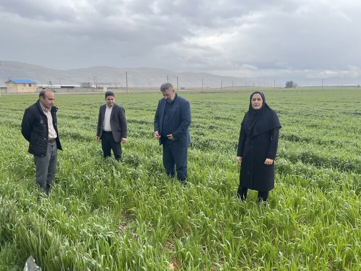 هشدار جدی درباره سرمازدگی بهاره غلات در لرستان