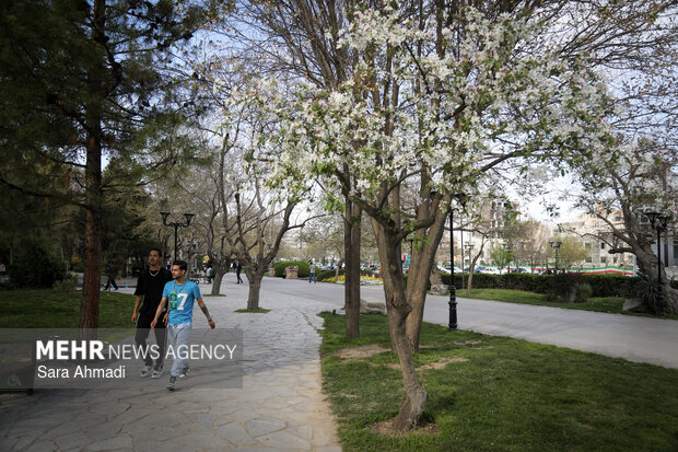 شکوفه های بهاری در مشهد