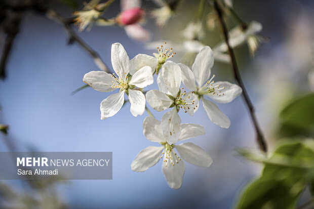 شکوفه های بهاری در مشهد