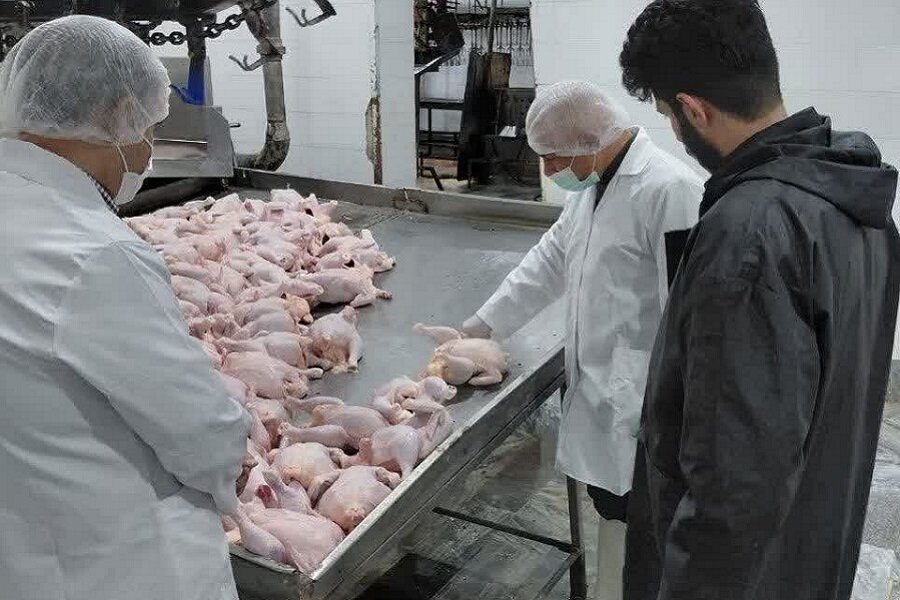 مرغ،تعزيرات،سيار،حكومتي