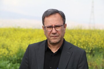 کاشت ۴۶۰۰ هکتار کلزا در لرستان