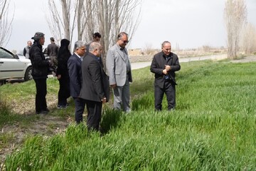 بیش از ۴۰۶ هزار هکتار اراضی آذربایجان غربی زیر کشت گندم رفت