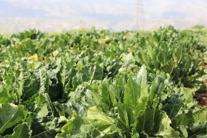 کاشت ۱۵ هکتار چغندرقند پاییزه در رومشکان