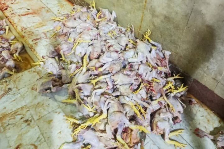 کشتار ۴۰۱ هزار قطعه مرغ در لرستان