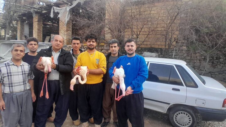 صادقی: مشاهده چهار فلامینگو در سروآباد نشانه تغییر مسیر مهاجرت است