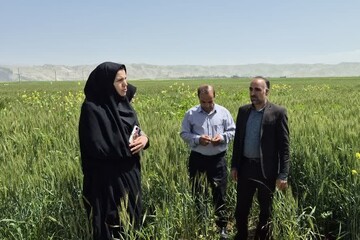 «سایت‌های ترویجی» بهترین بستر برای آموزش عملی کشاورزان لرستانی