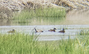کشف بیش از ۱۵۰۰ متر دام غیرمجاز ماهی‌ گیری در تالاب چغاخور
