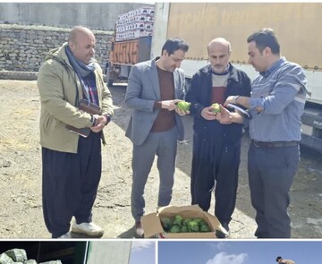 صادرات ۹۶ هزار تنی محصولات کشاورزی از مرز سیرانبند بانه