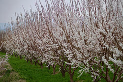 شکوفه های بهاری در ارومیه