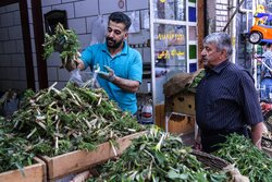 گنجینه سبز کردستان؛ نگاهی به گیاهان خوراکی و دارویی سنندج