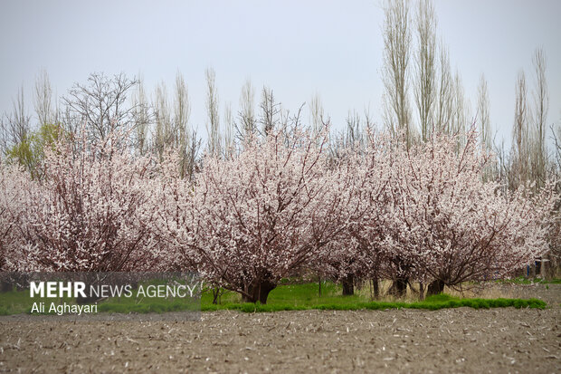 شکوفه های بهاری در ارومیه
